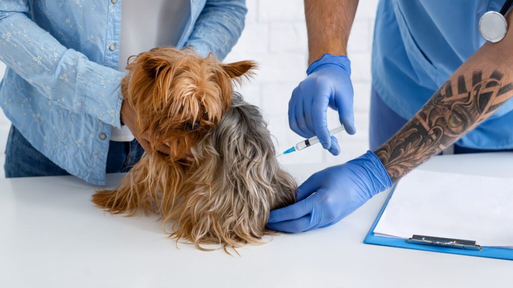 Tips for a Stress-Free Veterinary Visit