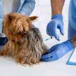 Tips for a Stress-Free Veterinary Visit